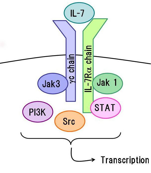 Interleukin-7 receptor-α
