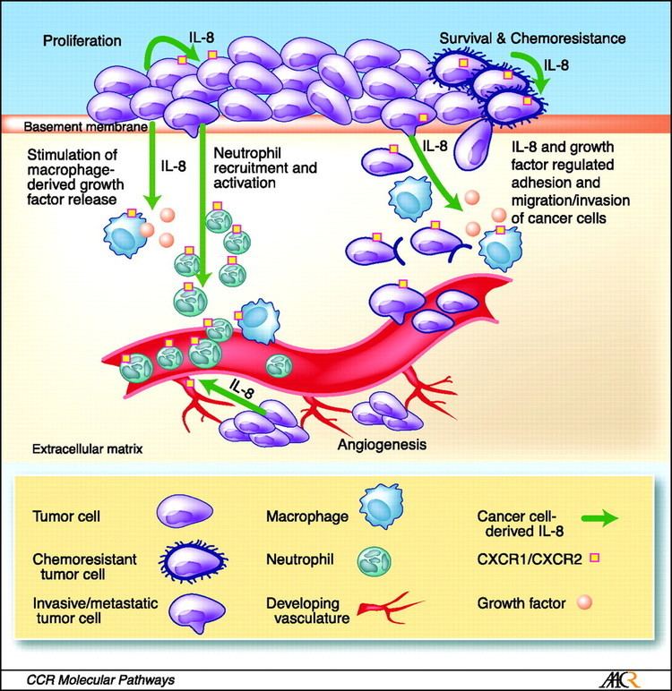 Interleukin 8 blogsshueducancerfiles201607IL8phenotypejpg