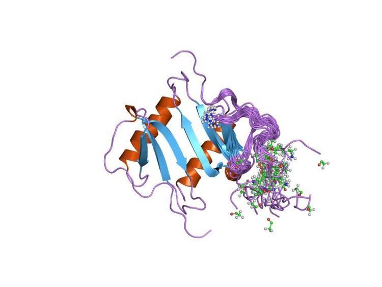 Interleukin 8 receptor, alpha