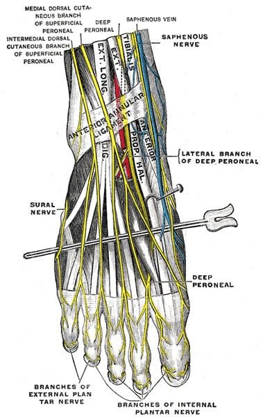 Intermediate dorsal cutaneous nerve