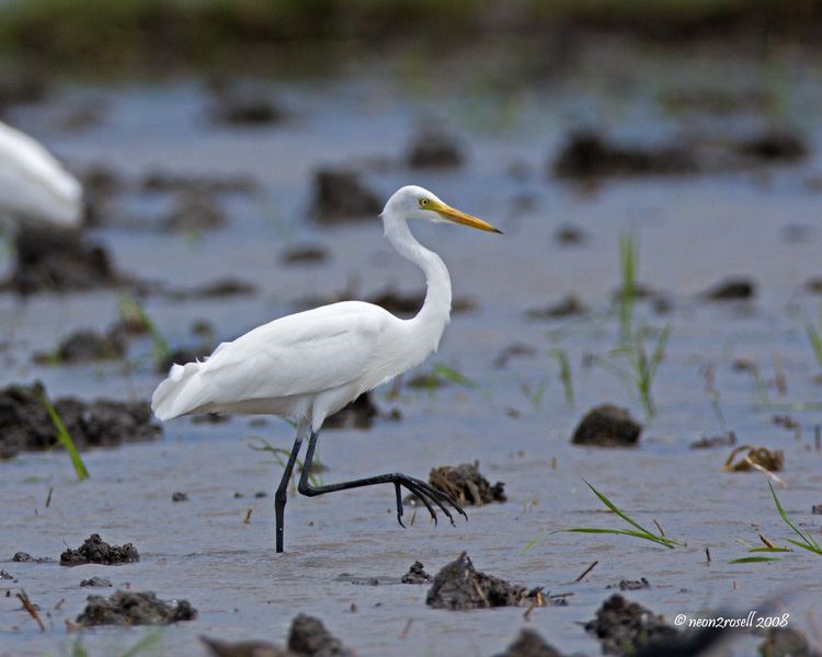 Intermediate egret ASK THE EXPERTS ABOUT GREAT AND INTERMEDIATE EGRETS eBON
