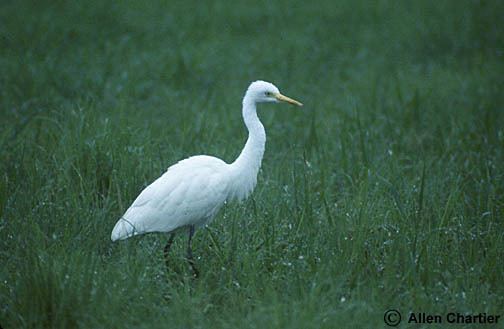 Intermediate egret Intermediate Egret Great Egret how to distinguish BirdForum