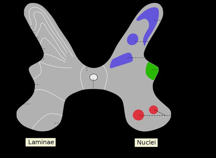 Intermediolateral nucleus
