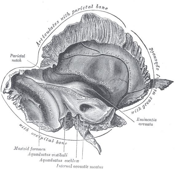 Internal auditory meatus