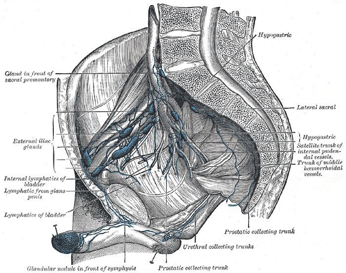 Internal iliac lymph nodes