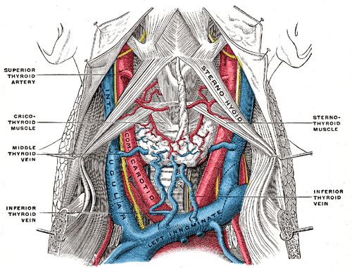 Internal jugular vein
