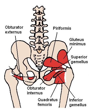 Internal obturator muscle