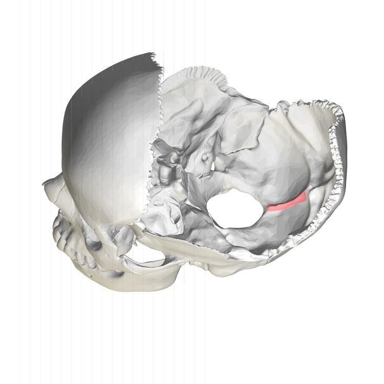 Internal occipital crest