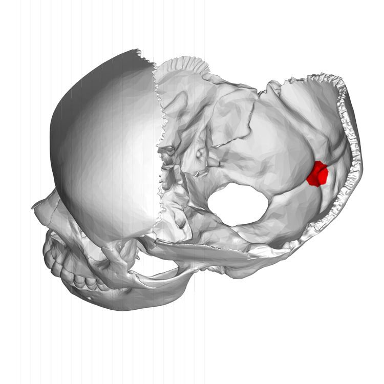 Internal occipital protuberance