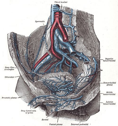 Internal pudendal veins