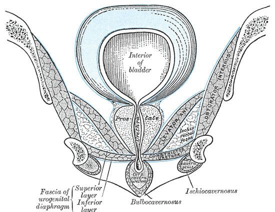 Internal sphincter muscle of male urethra