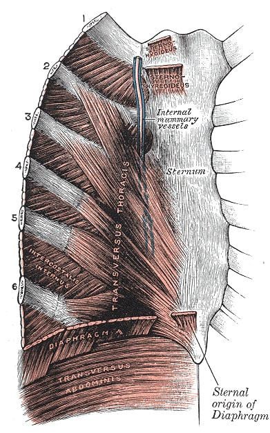 Internal thoracic vein