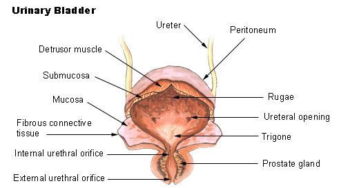 Internal urethral orifice