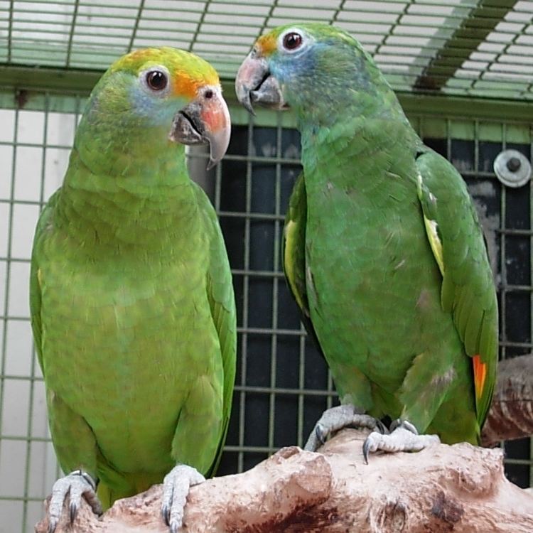 International parrot trade