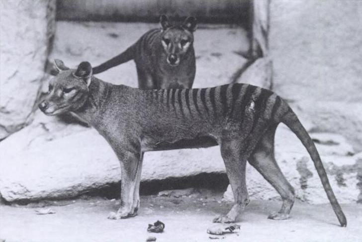 International Thylacine Specimen Database