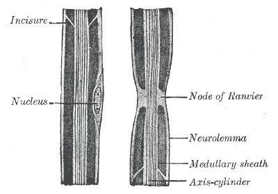 Internodal segment