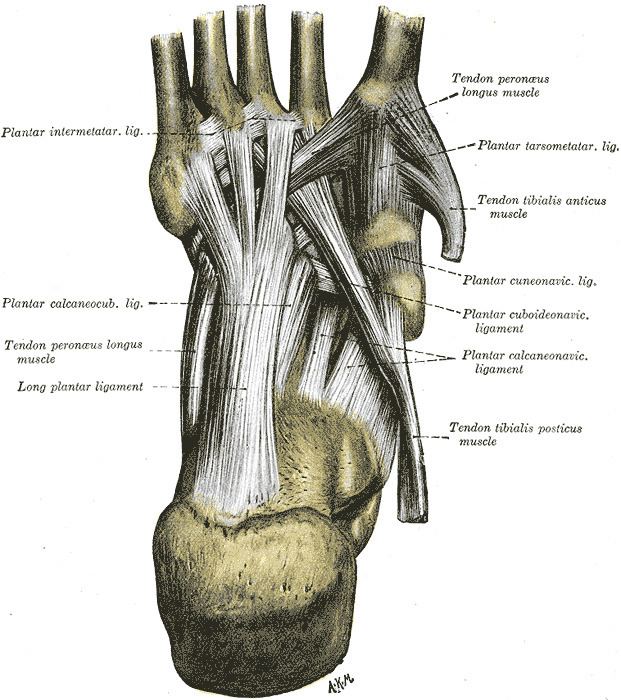 Interosseous metatarsal ligaments