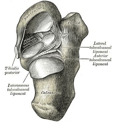 Interosseous talocalcaneal ligament