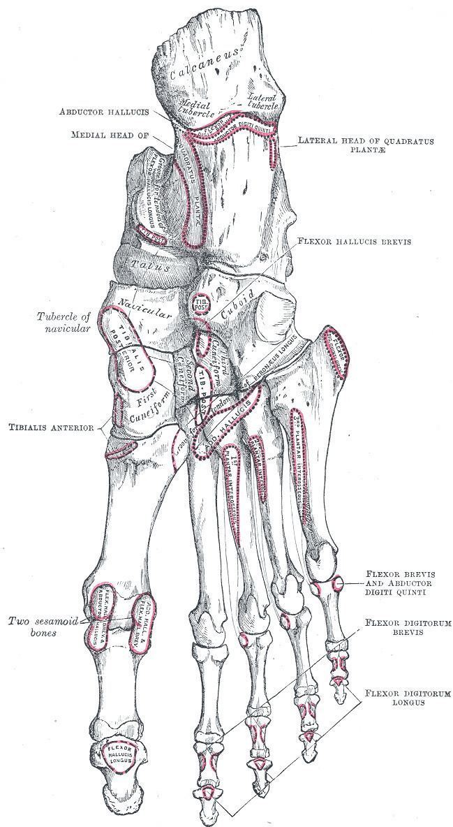 Interphalangeal joints of foot