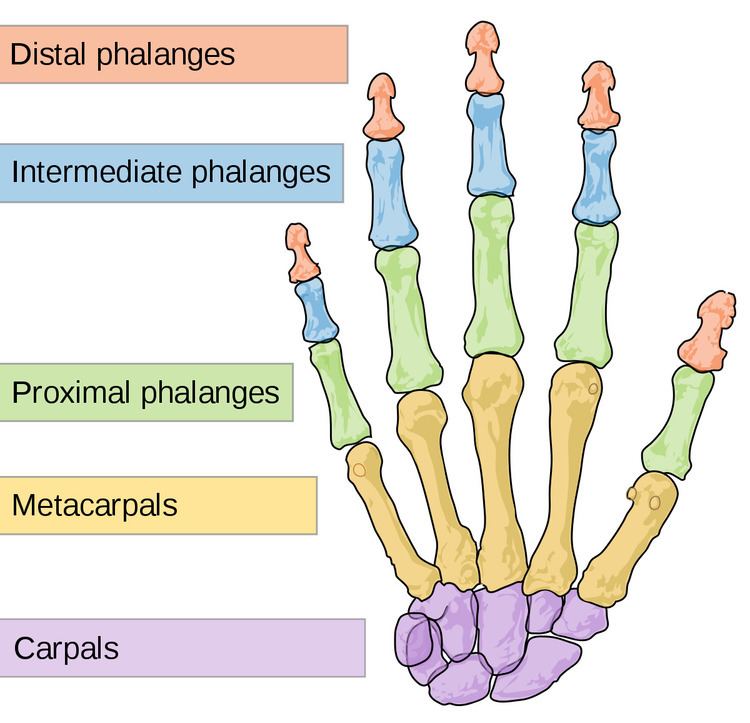 Interphalangeal joints of the hand