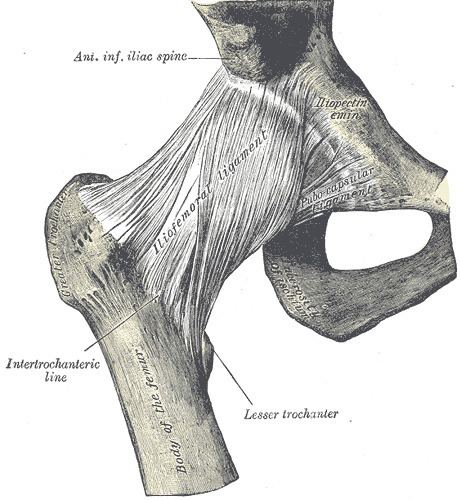 Intertrochanteric line