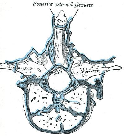 Intervertebral veins