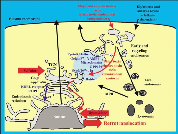 Intracellular transport Intracellular transport pathways of protein toxins adopted