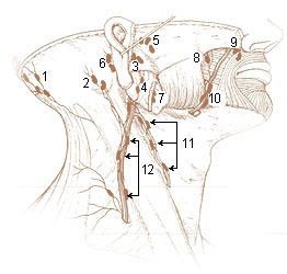 Intraglandular deep parotid lymph nodes