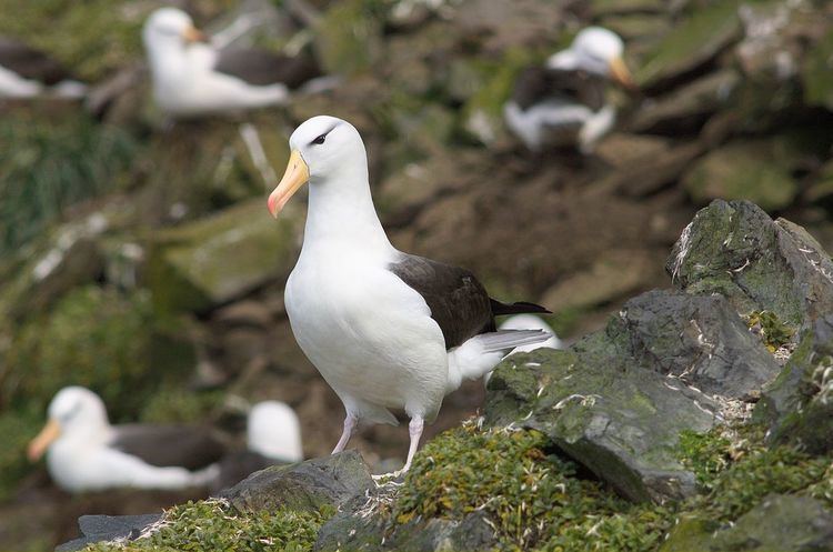 Introduced mammals on seabird breeding islands