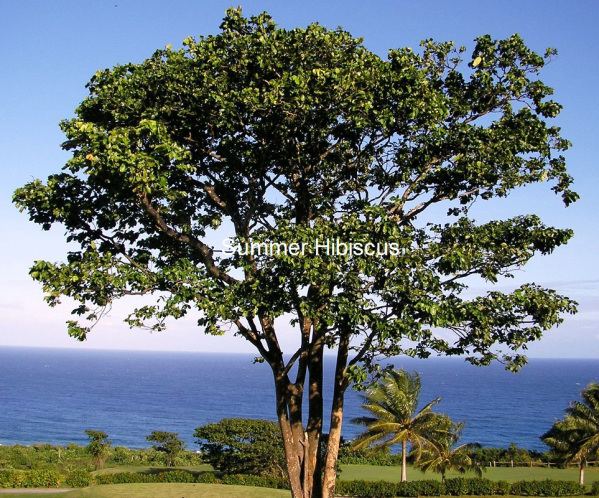 Intsia bijuga Intsia bijuga MERBAU TREE RARE SUMMER HIBISCUS tropical seeds