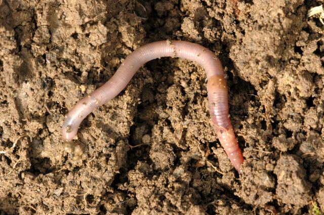 Invasive earthworms of North America