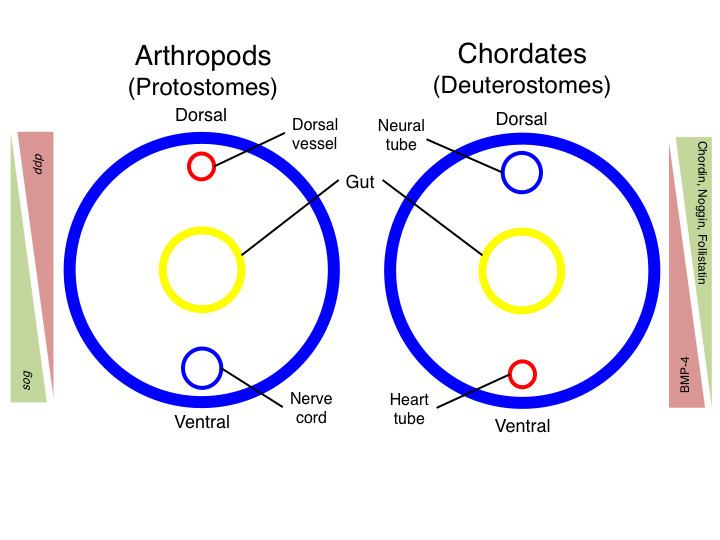 Inversion (evolutionary biology)