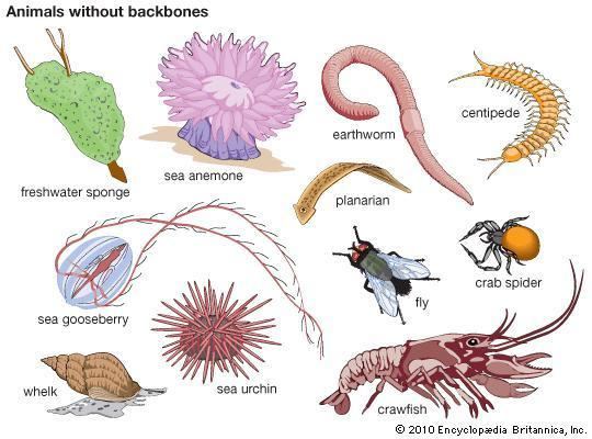 Invertebrate invertebrate animal Britannicacom