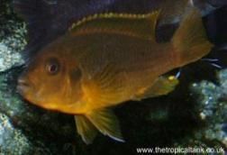 Iodotropheus Iodotropheus sprengerae rusty cichlid with picture photo
