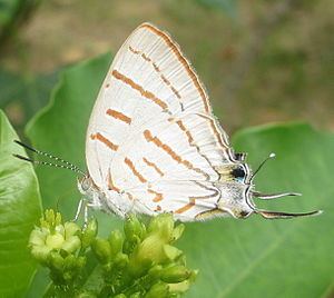 Iolaus (butterfly) httpsuploadwikimediaorgwikipediacommonsthu