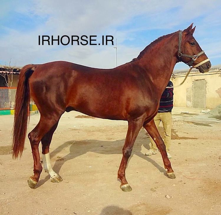 Iomud Iomud horse Iomud Iomut Yomud Iran39s Turkmen Horses