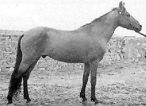 Iomud Iomud Horse Iomudskaya Russian Yamud Iran