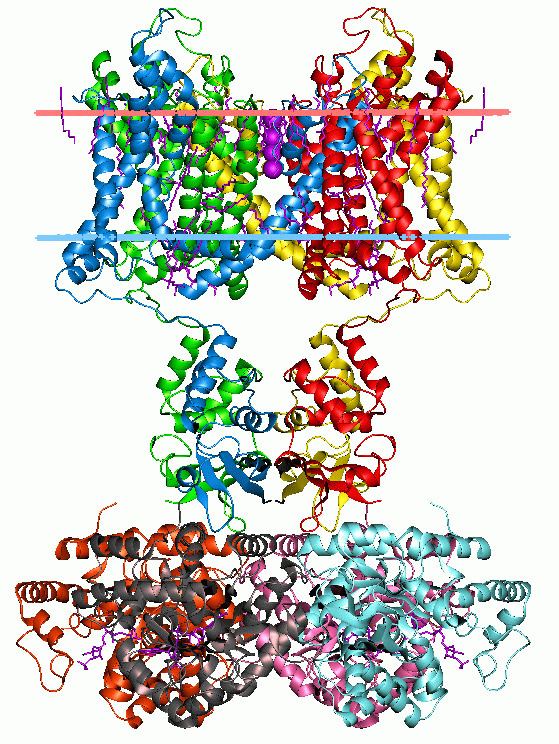 Ion channel family