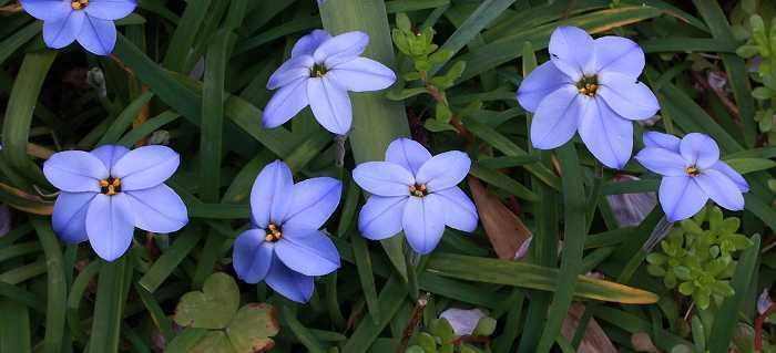 Ipheion Ipheion 39Rolf Fiedler39 a true blue spring star flower