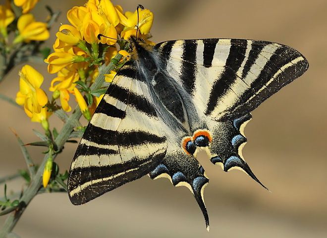 Iphiclides feisthamelii lepinetfr Iphiclides feisthamelii Le Voilier blanc