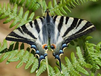 Iphiclides feisthamelii wwwlepsitimagesPapilionidaeIphFeiA001jpg