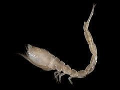 Iphinoe trispinosa httpsuploadwikimediaorgwikipediacommonsthu