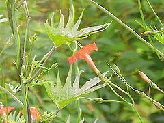 Ipomoea × multifida httpsuploadwikimediaorgwikipediacommonsthu