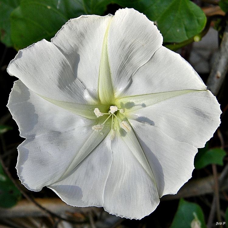 Ipomoea alba FileMoonflower Ipomoea alba 6616135915jpg Wikimedia Commons