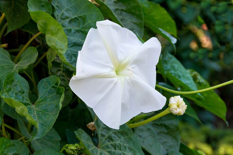 Ipomoea alba FileIpomoea alba Alhambra Spainjpg Wikimedia Commons