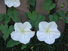 Ipomoea alba httpsuploadwikimediaorgwikipediacommonsthu