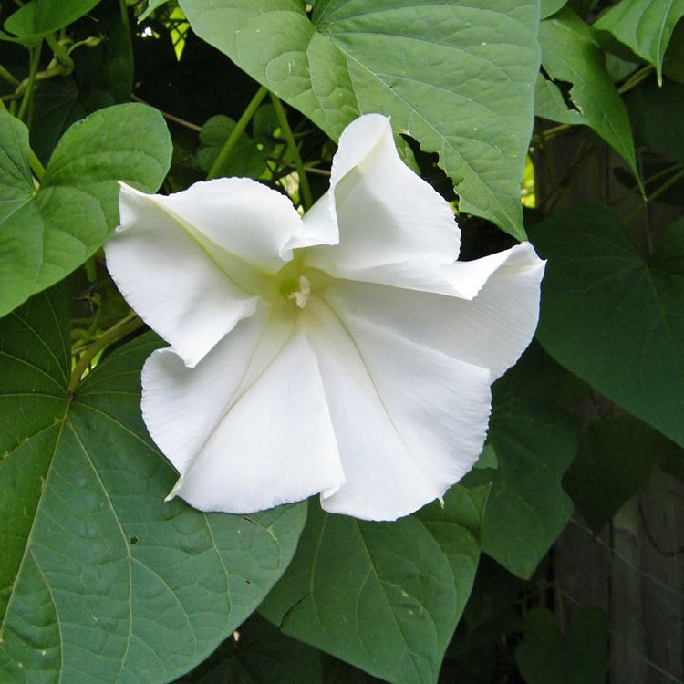 Ipomoea alba Australian Seed IPOMOEA alba