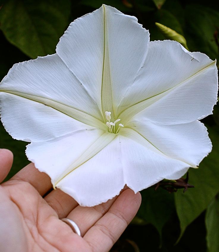 Ipomoea alba Ipomoea alba quotMoonflowerquot Buy Online at Annie39s Annuals