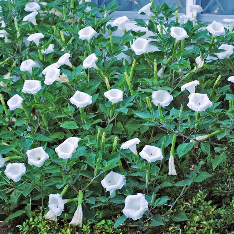 Ipomoea alba Australian Seed IPOMOEA alba