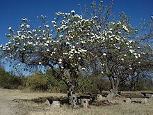 Ipomoea arborescens Ipomoea arborescens Wikipedia